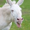 burroblanco