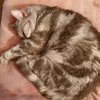 soul.pets.for.ever