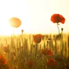 ferdaoussun