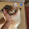 ckcjhxb