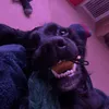 henzbeans