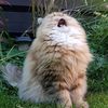 vonkitty85