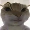 taohaonedmm