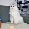 pengocyknb