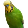 periquitobr
