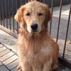 doggy.styles