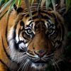 tigerleroi6
