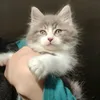 catmommi2kaka