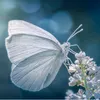 farfalla452