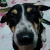deuwark