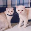 catawapz