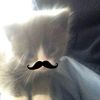 _shadumpi3