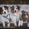 taiga_aussies
