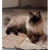 aaasss_80