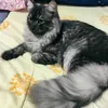 ema_nasirali