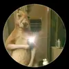pancho_1608