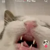 mainiemoe