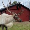 rootstownreindeerfarm