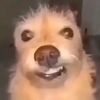 poppydumb