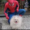 boltspitzz