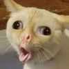 sawomp