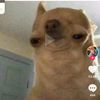 adope_me_pets