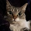 tolousethecat