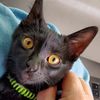 blue.cat2u