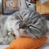 lethimimeow