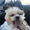 simbatheoreo