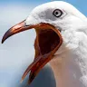 madgull