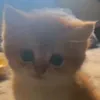 vuluandeptry