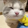 toladiemong