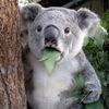 코알라짱🐨