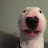 walter_is_op