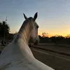 Marko