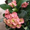 abelliaa288