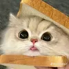 dyh3zjtgplfl
