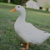 dr.duck.com