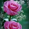 nabad_12345