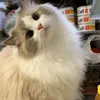 cat4_81