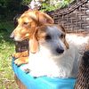 marleyandvinnydawgz