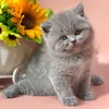 sky_and_sea_britishcat