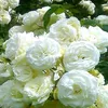 138warda