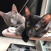 cats_andme_andcats