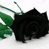 surchi20244