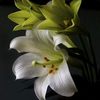 angel.angew