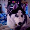 ellathehusky2020
