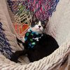 lancelot_theclassycat