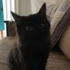meowzcreations